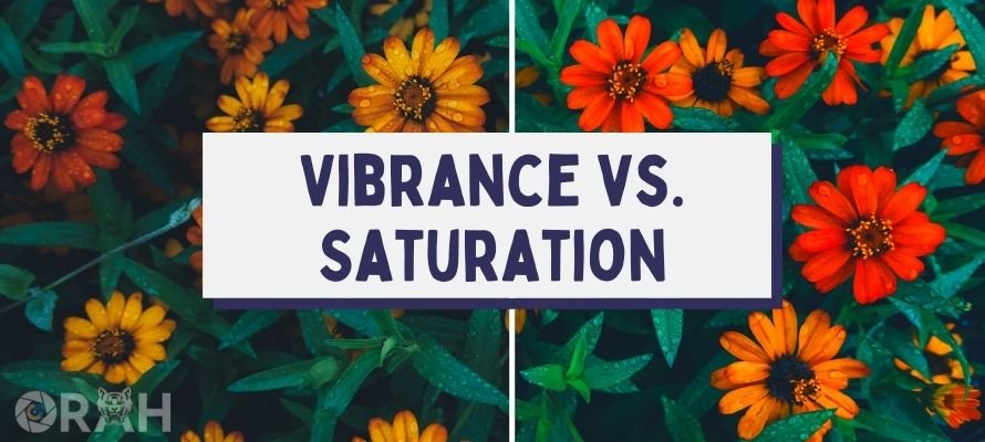 Vibrance vs Saturation the difference