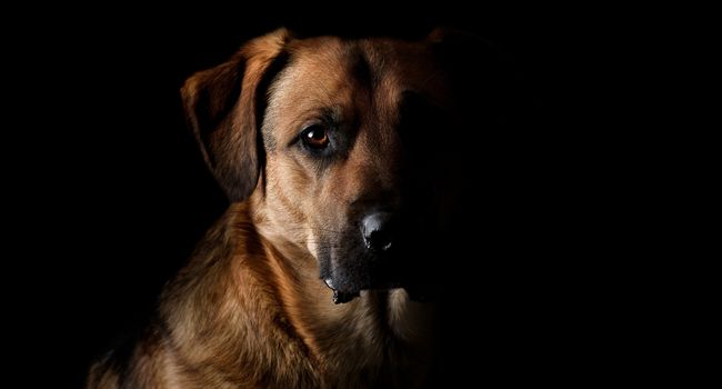 a portrait of a dog using the softbox