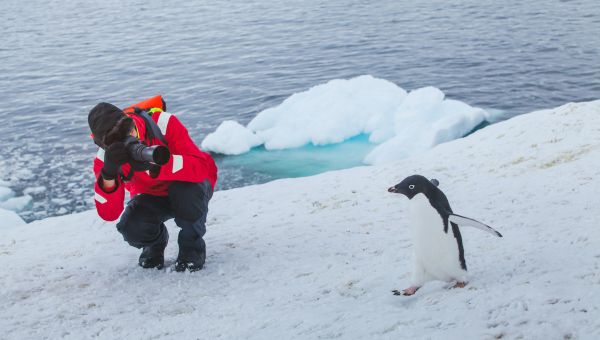 wildlife photographer taking penguin's pictures
