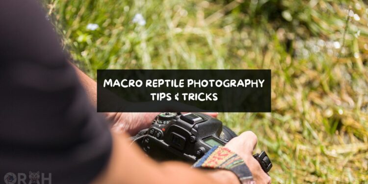 Macro Reptile Photography Tips and tricks