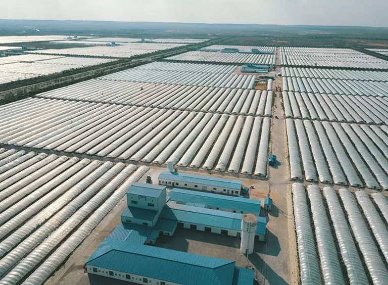 Why it Matters to Source Clean Blue Spirulina