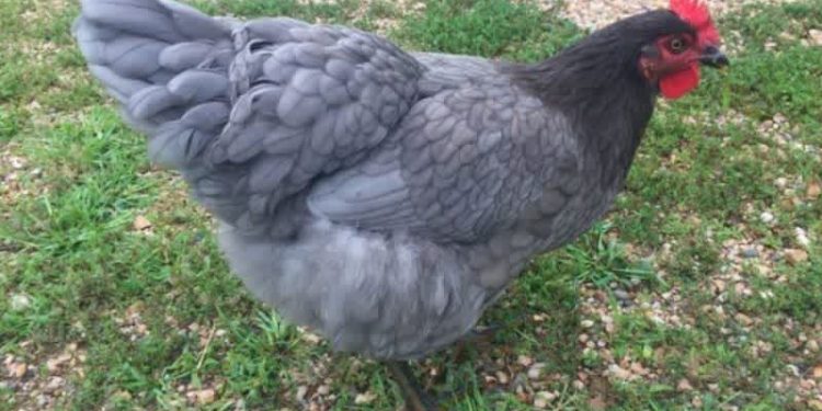 Sapphire Gem Chicken – The Stunning Backyard Beauty Taking the Poultry World by Storm